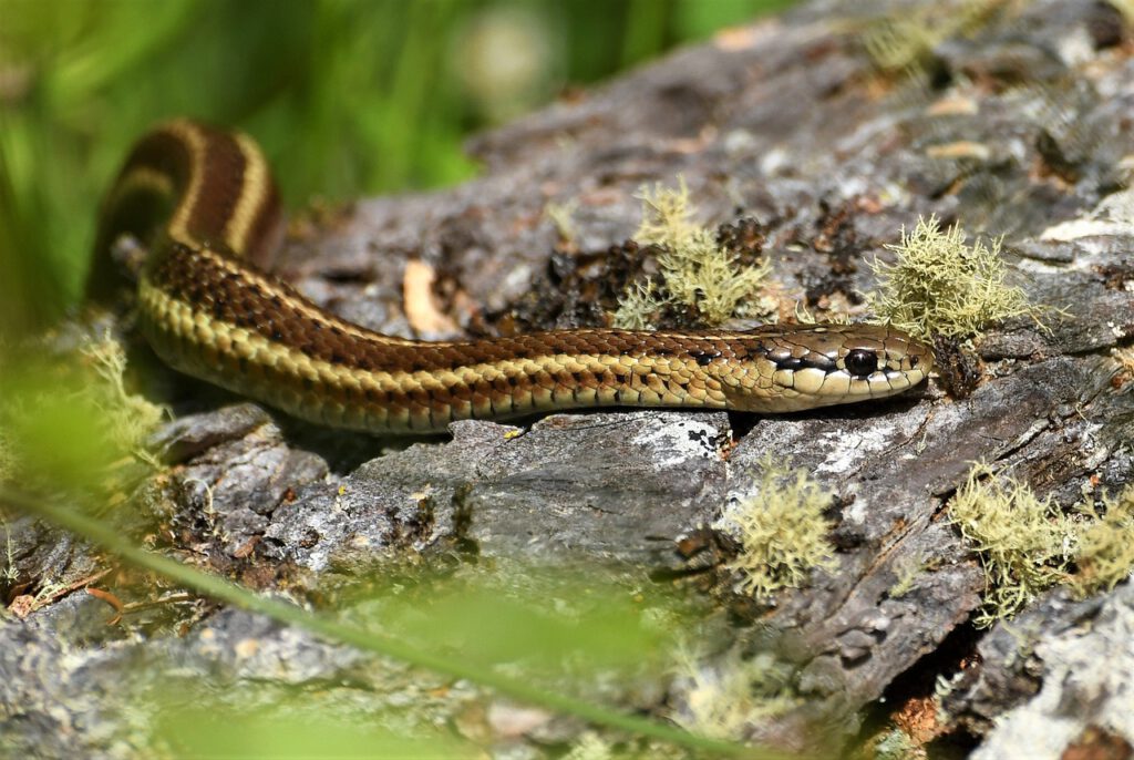 garter snake, forest, macro-3546237.jpg